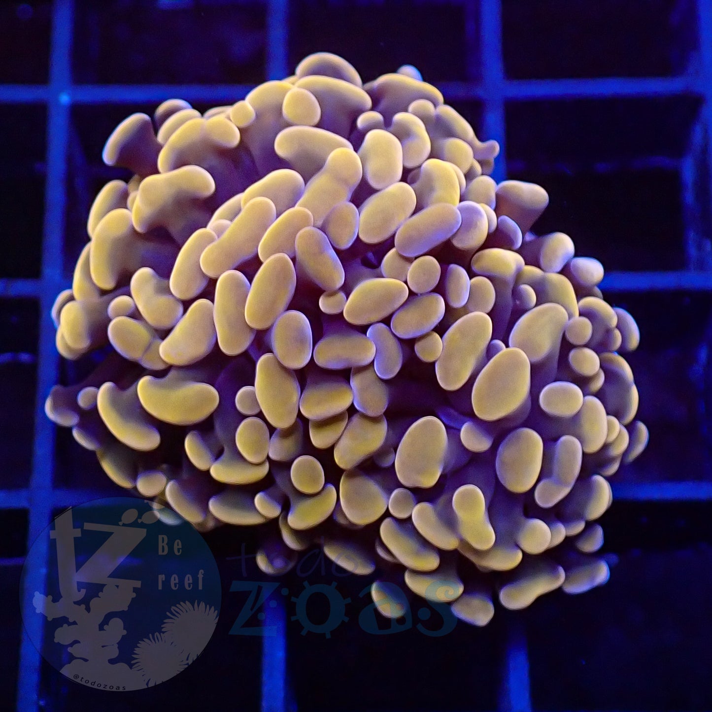 Euphyllia Paraancora Peach Grade A
