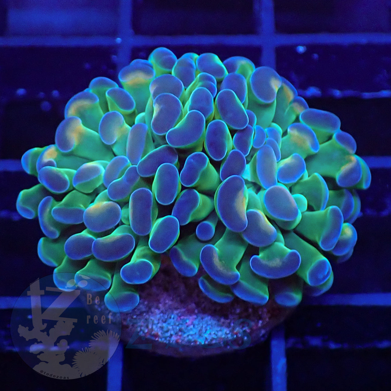Euphyllia Paraancora Hologram #2