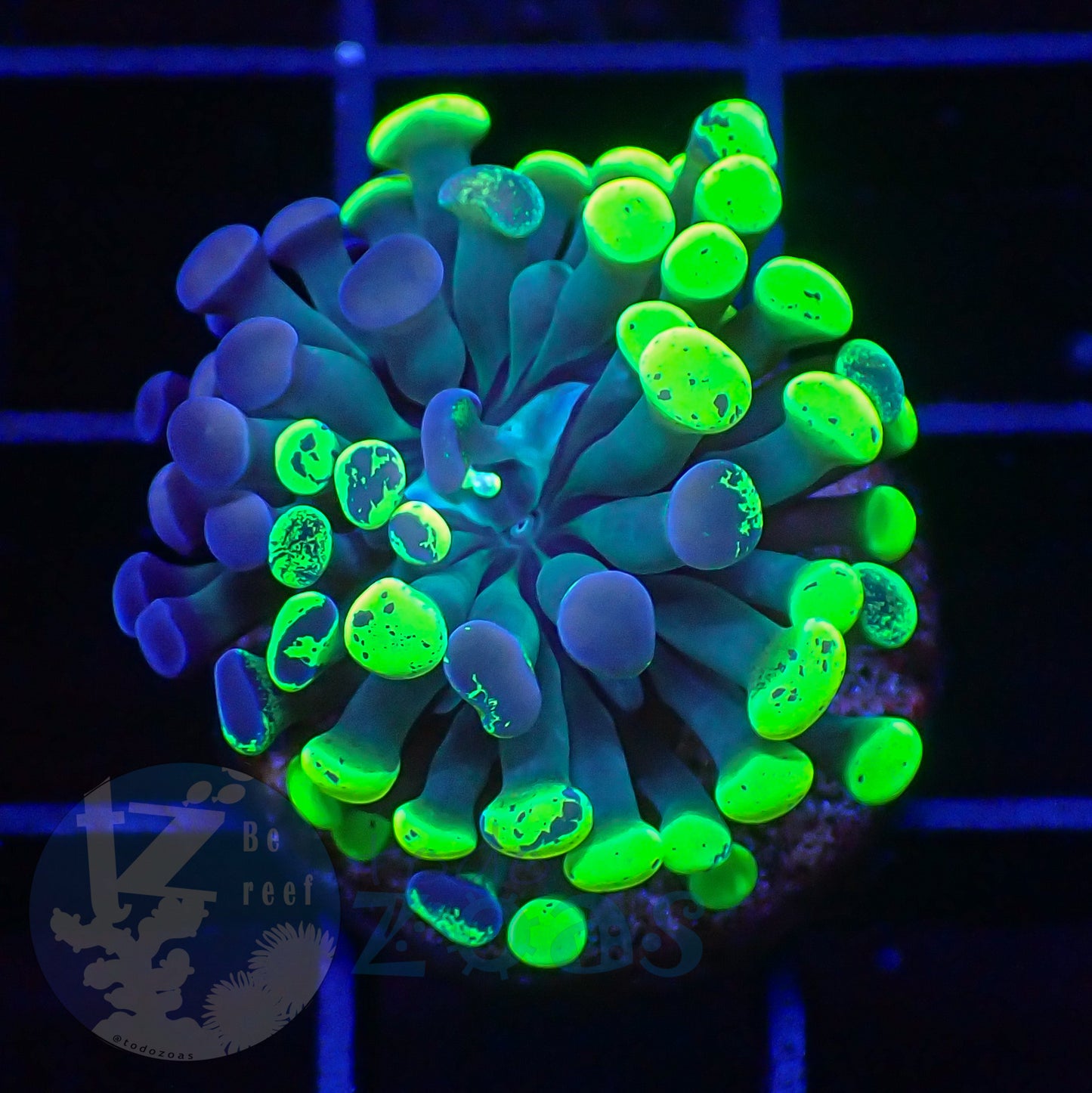 Euphyllia Paraancora Toxic Neon #1
