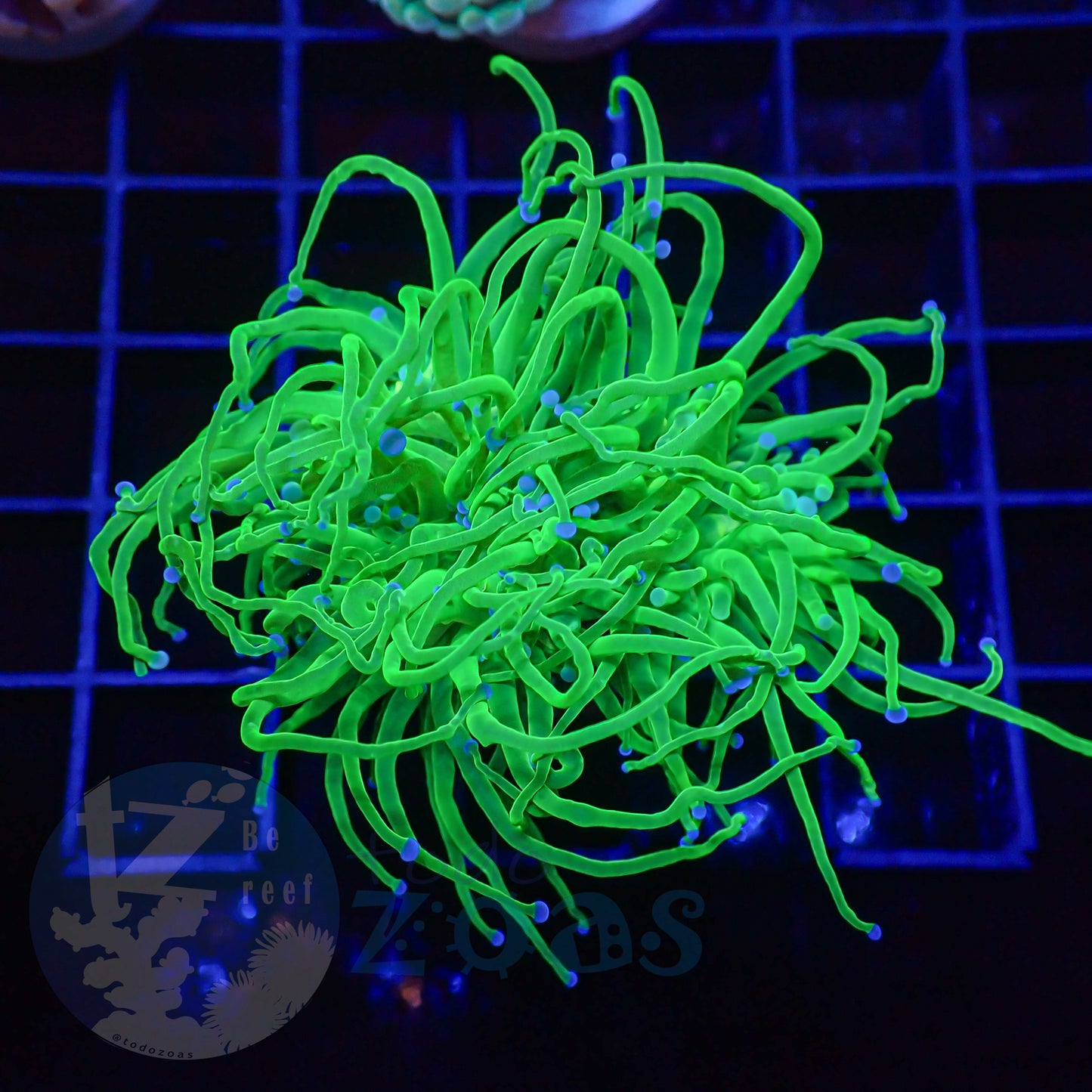 Euphyllia Toxic Torch Blue Tips #4