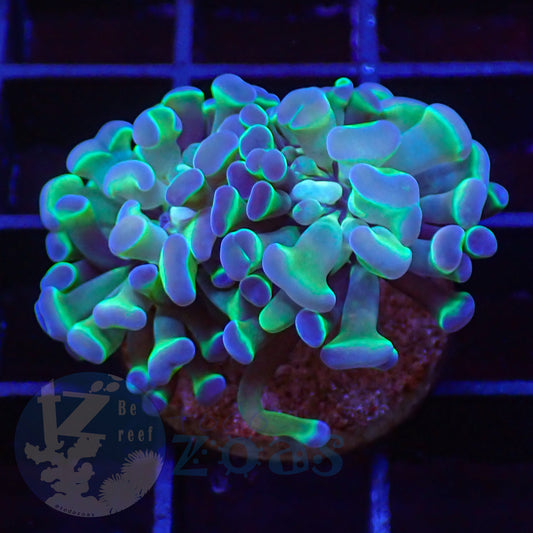 Euphyllia Paraancora Bicolor #3