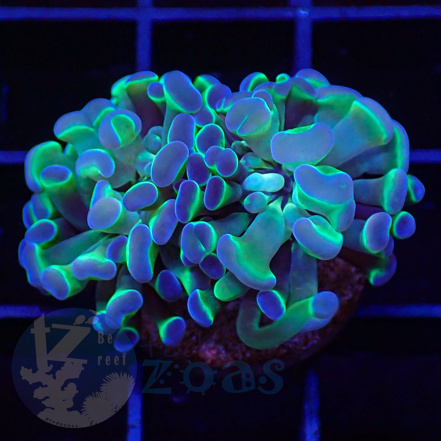 Euphyllia Paraancora Bicolor #3