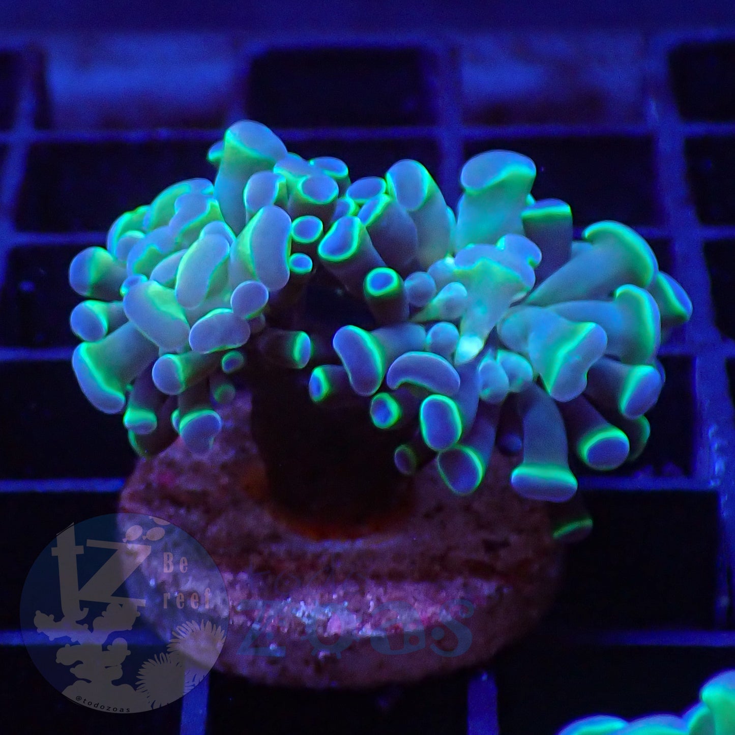 Euphyllia Paraancora Bicolor #4
