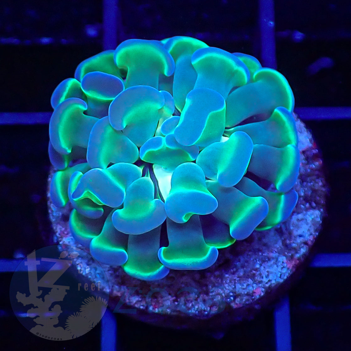 Euphyllia Paraancora Bicolor #2