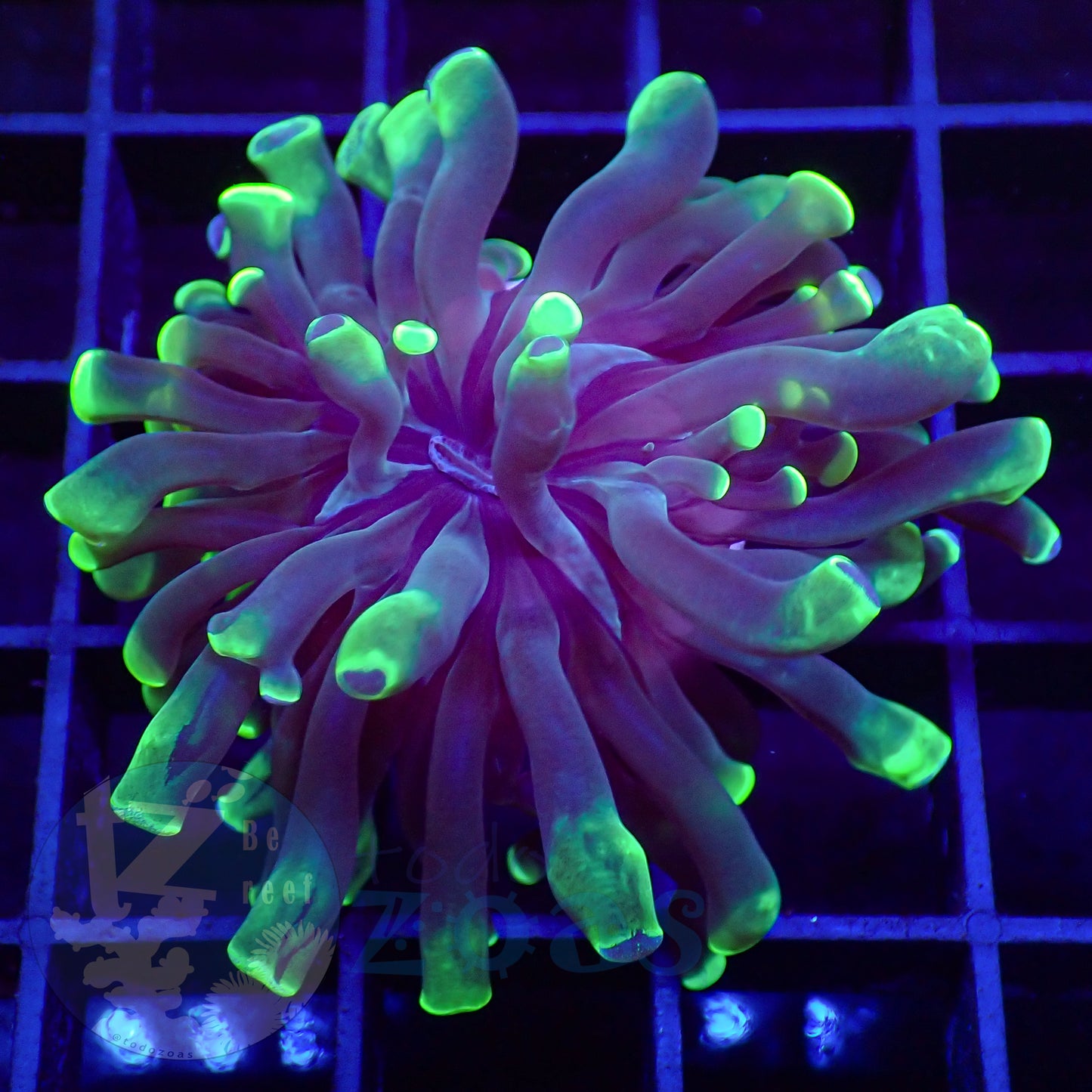 Euphyllia Divisa Toxic #1