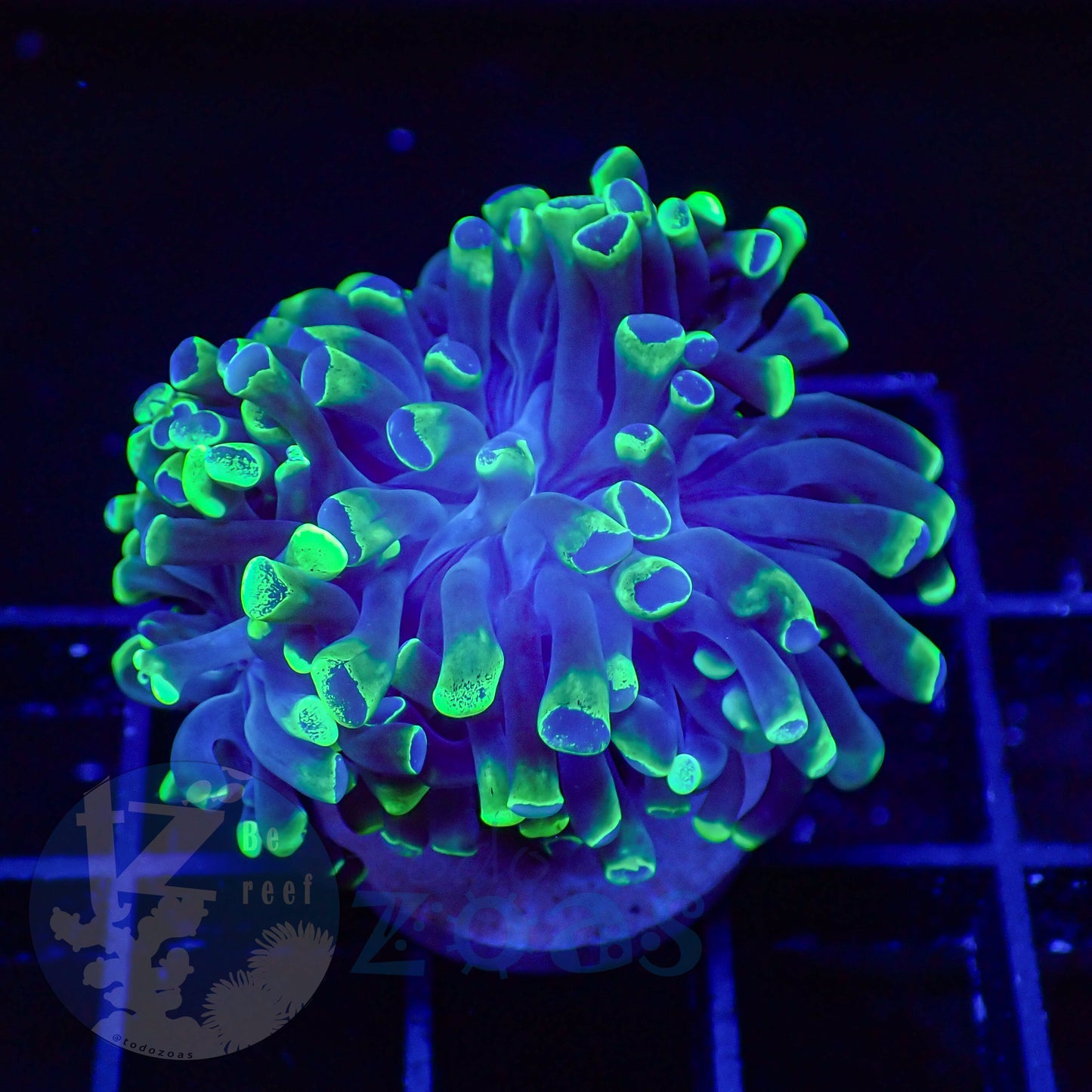 Euphyllia Divisa Toxic #3