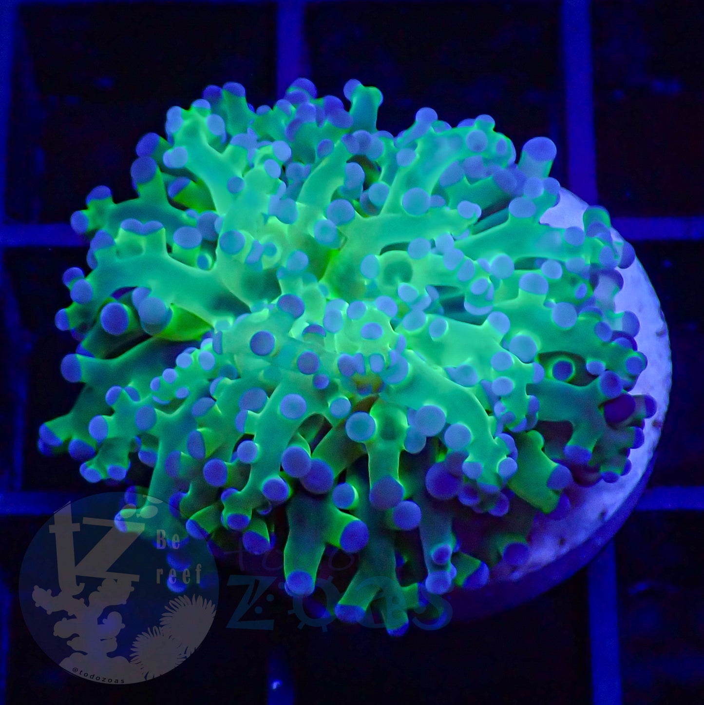 Euphyllia Paradivisa Ultra #2