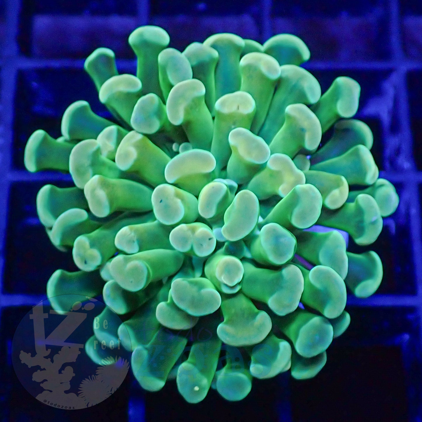 Euphyllia Paraancora Banana #1