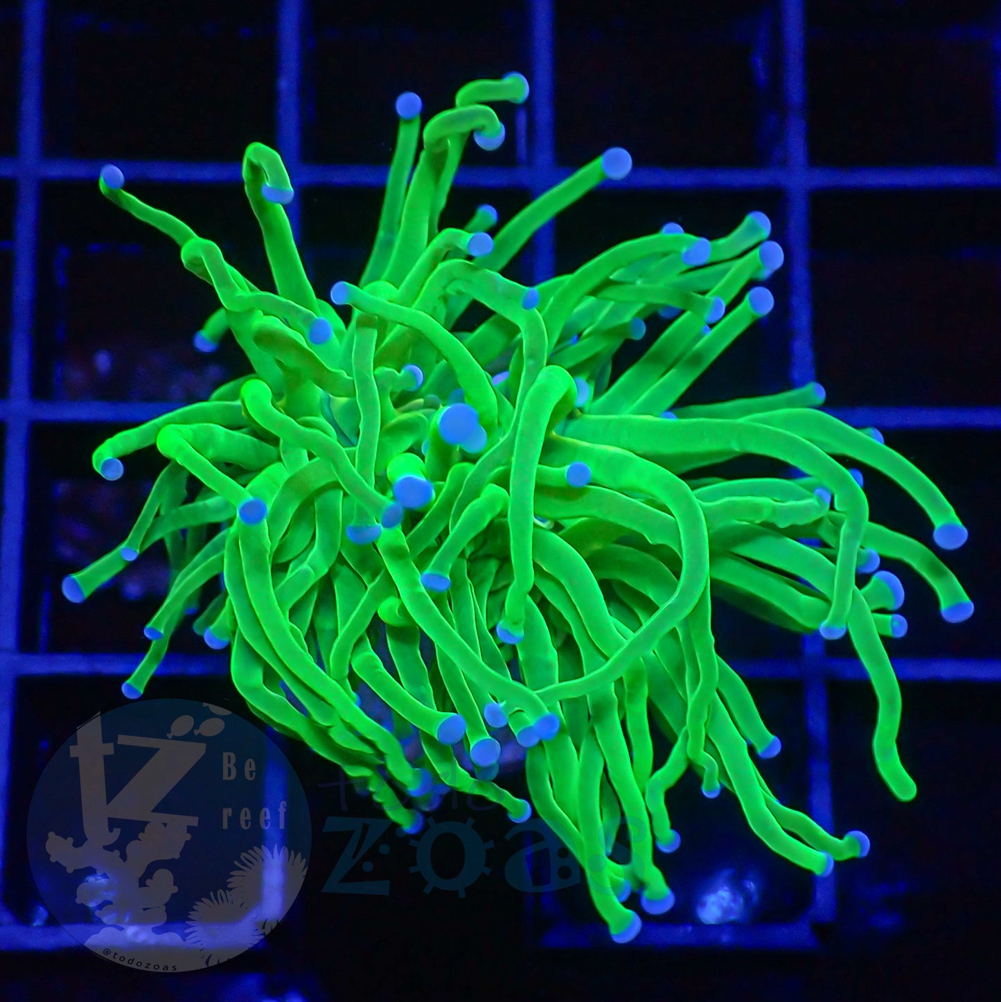 Euphyllia Toxic Torch Blue Tips #2