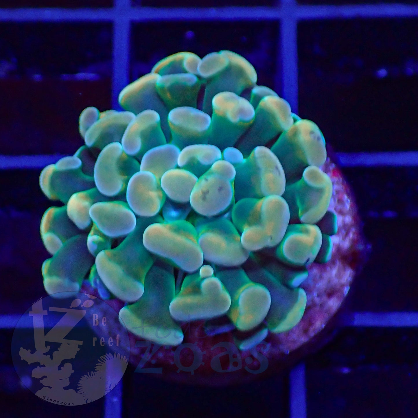 Euphyllia Paraancora Banana #6