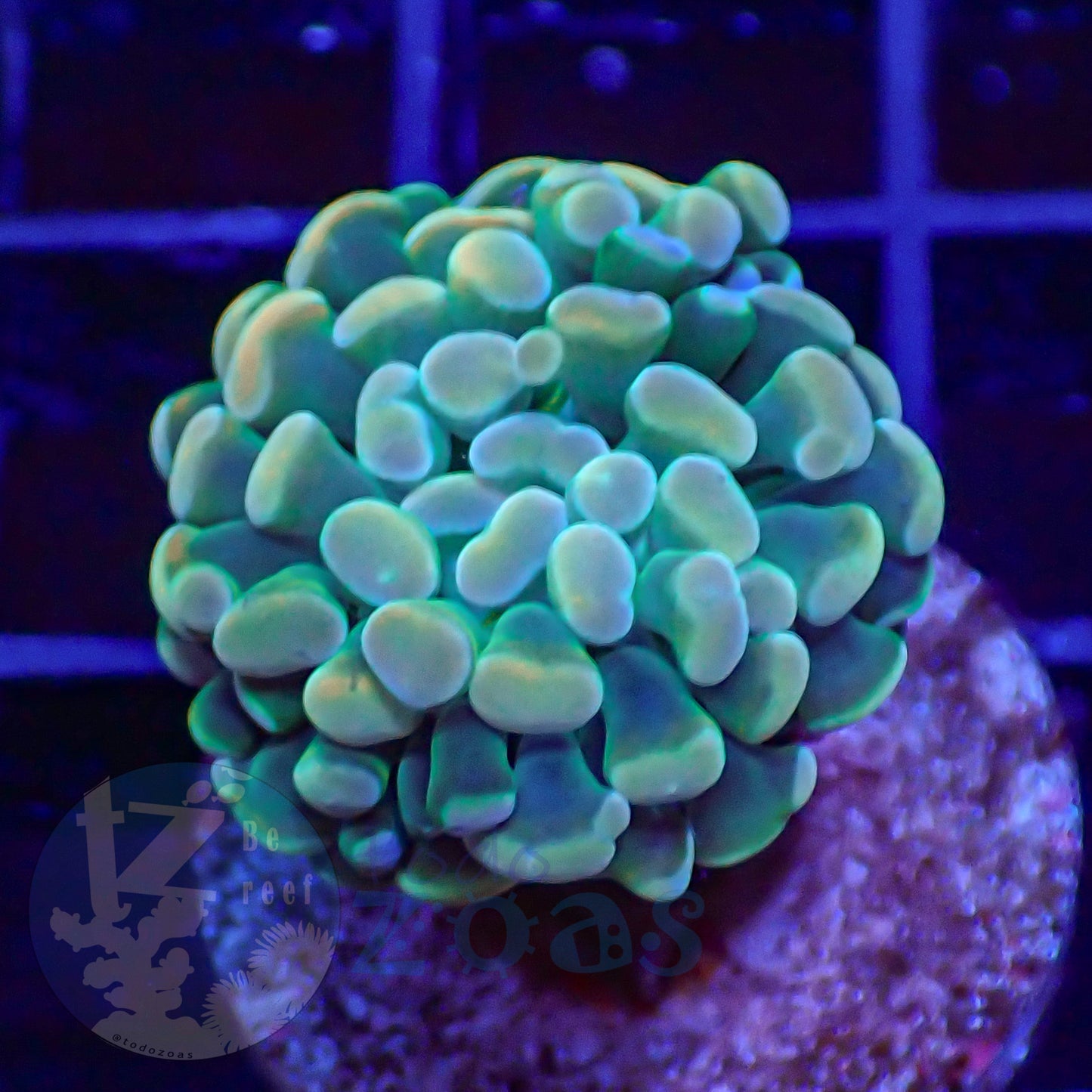 Euphyllia Paraancora Banana #7