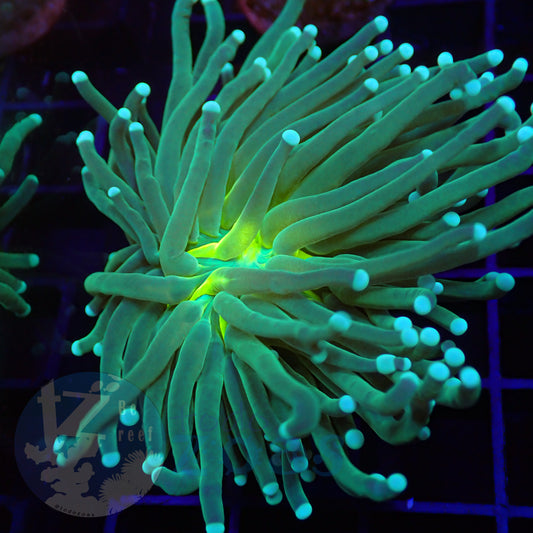 Euphyllia Yellow Mouth Torch