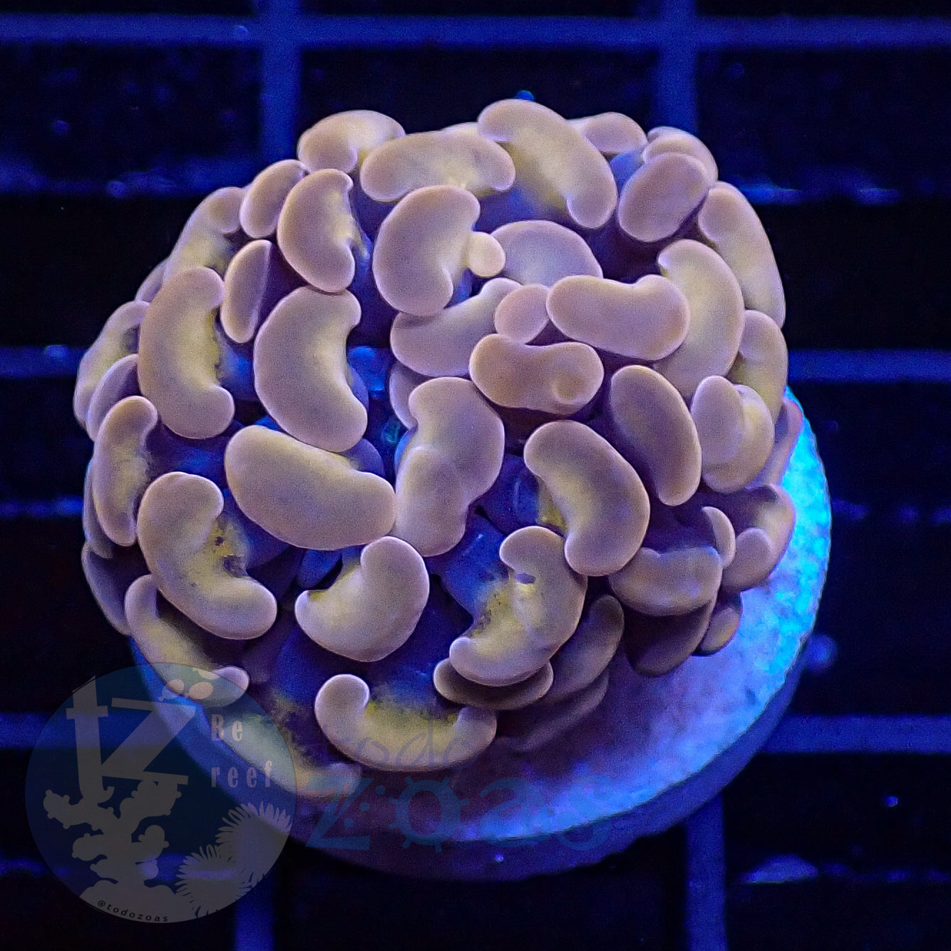 Euphyllia Paraancora Peach #2