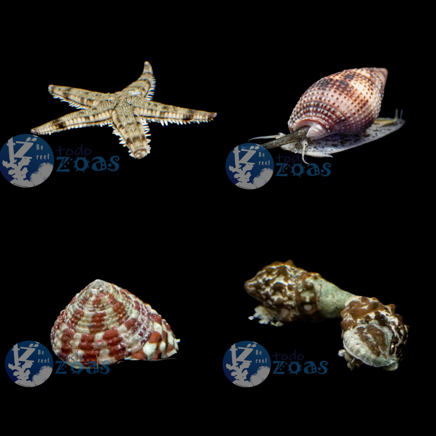 Pack Invertebrados 3