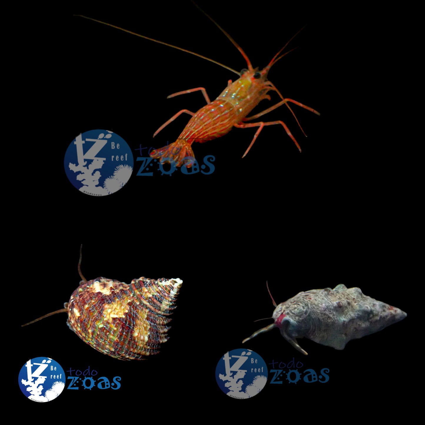 Pack Invertebrados 1