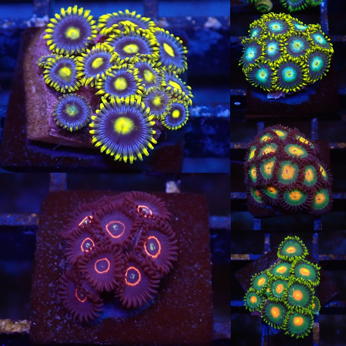 Frag Pack 2