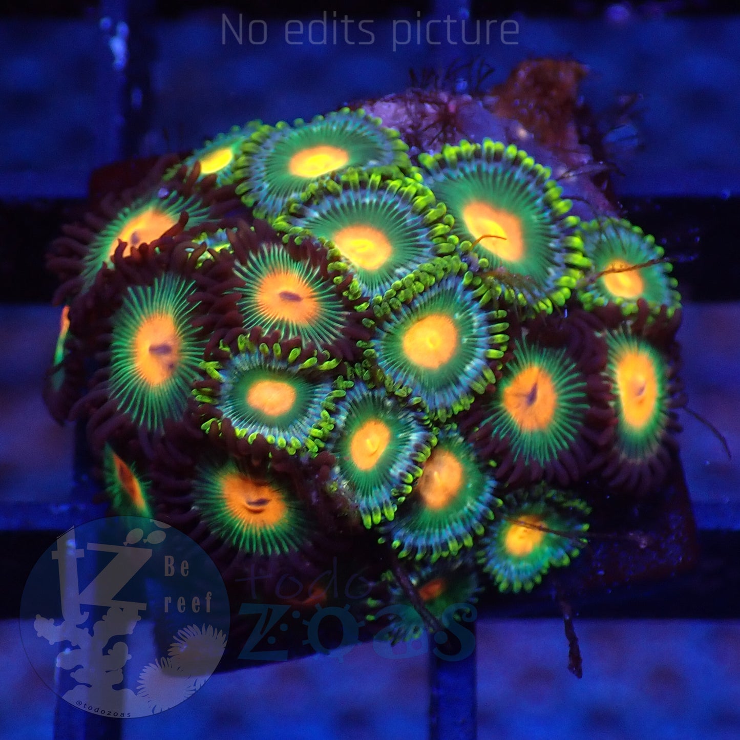 Zoanthus Mix 1