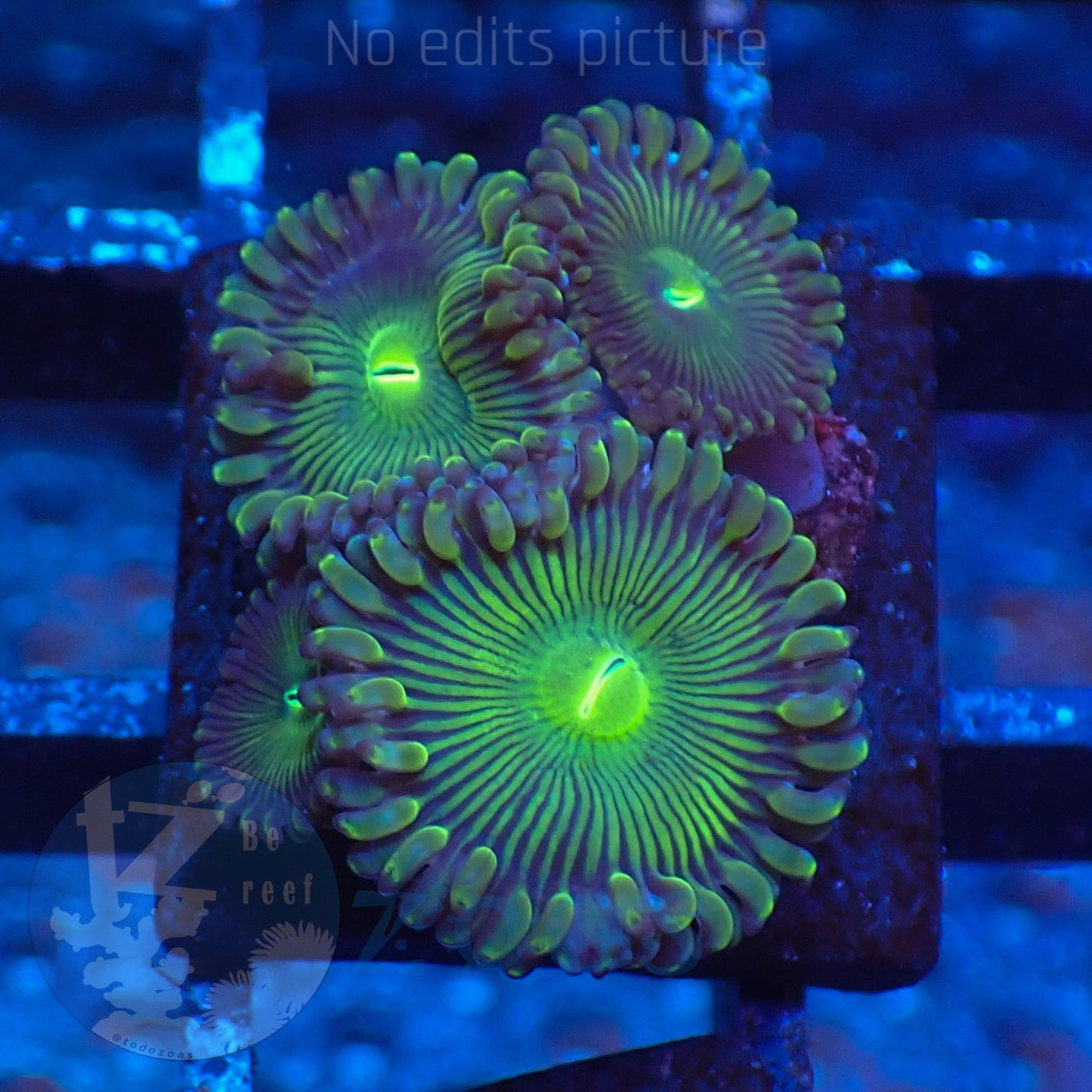 Zoanthus Green PE