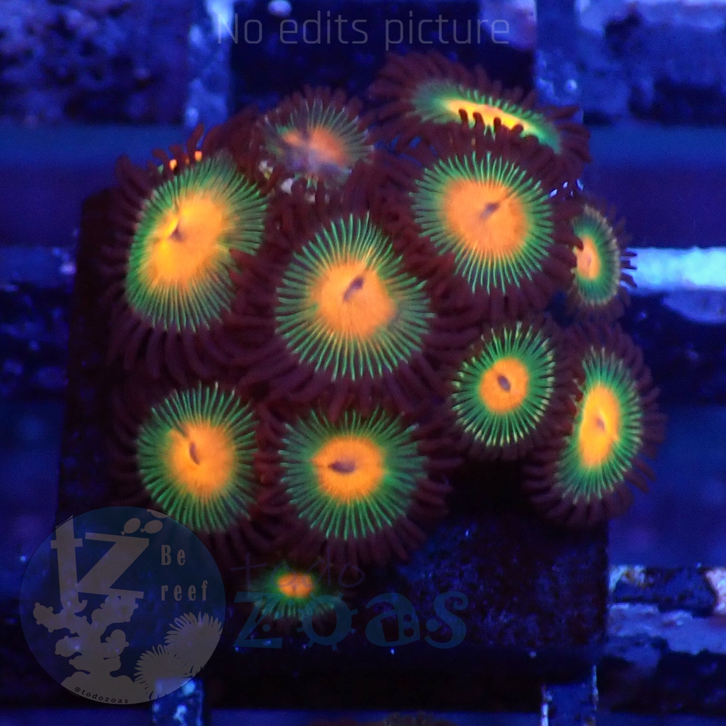 Zoanthus Gorilla Nipples