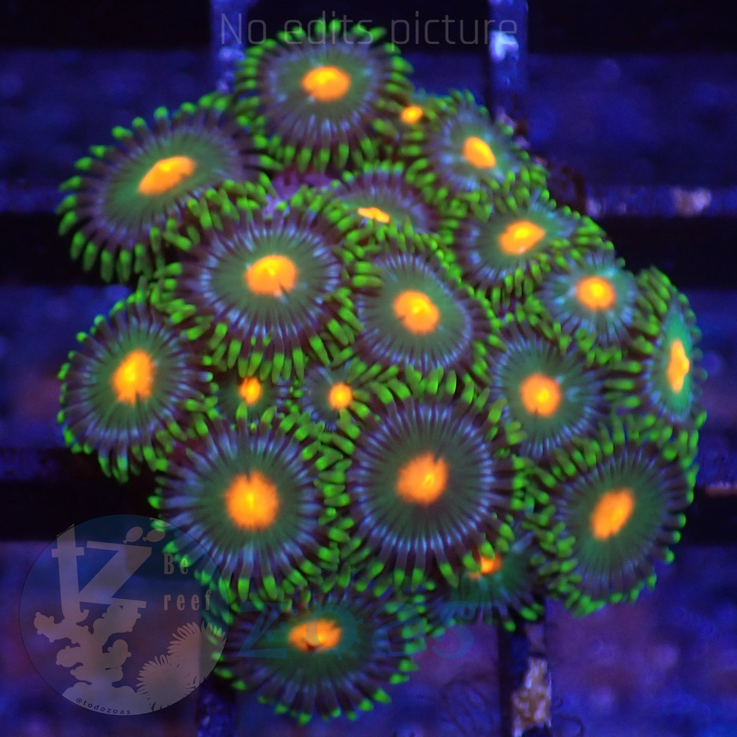 Zoanthus WWC Campfire
