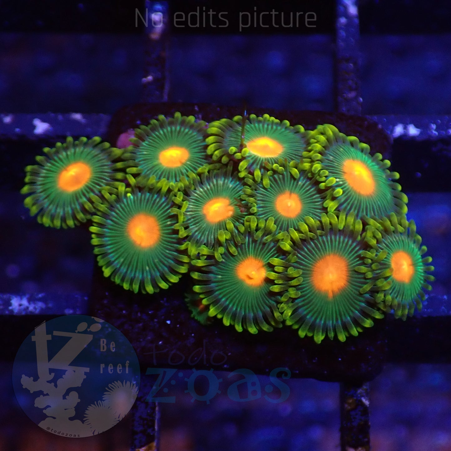 Zoanthus Blowpop