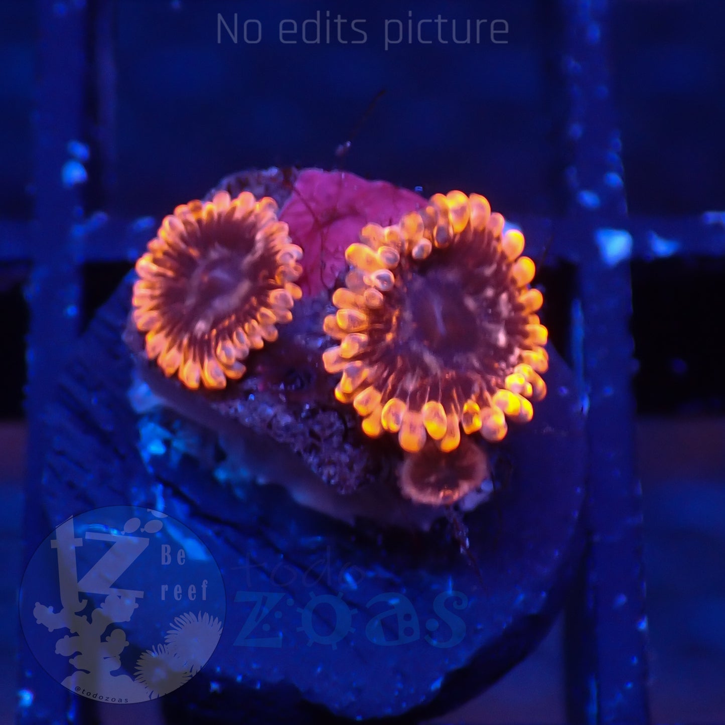 Zoanthus Utther Chaos