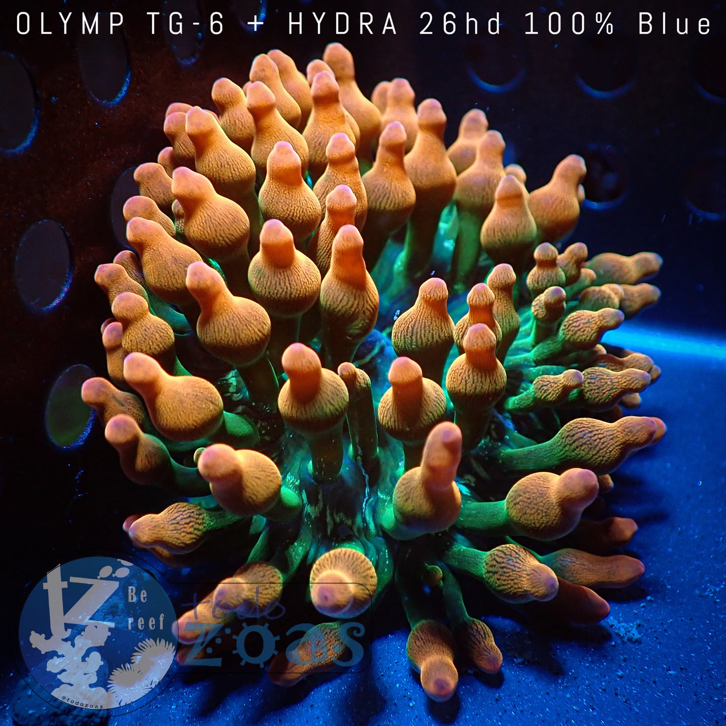 Anemona Entacmaea Quadricolor