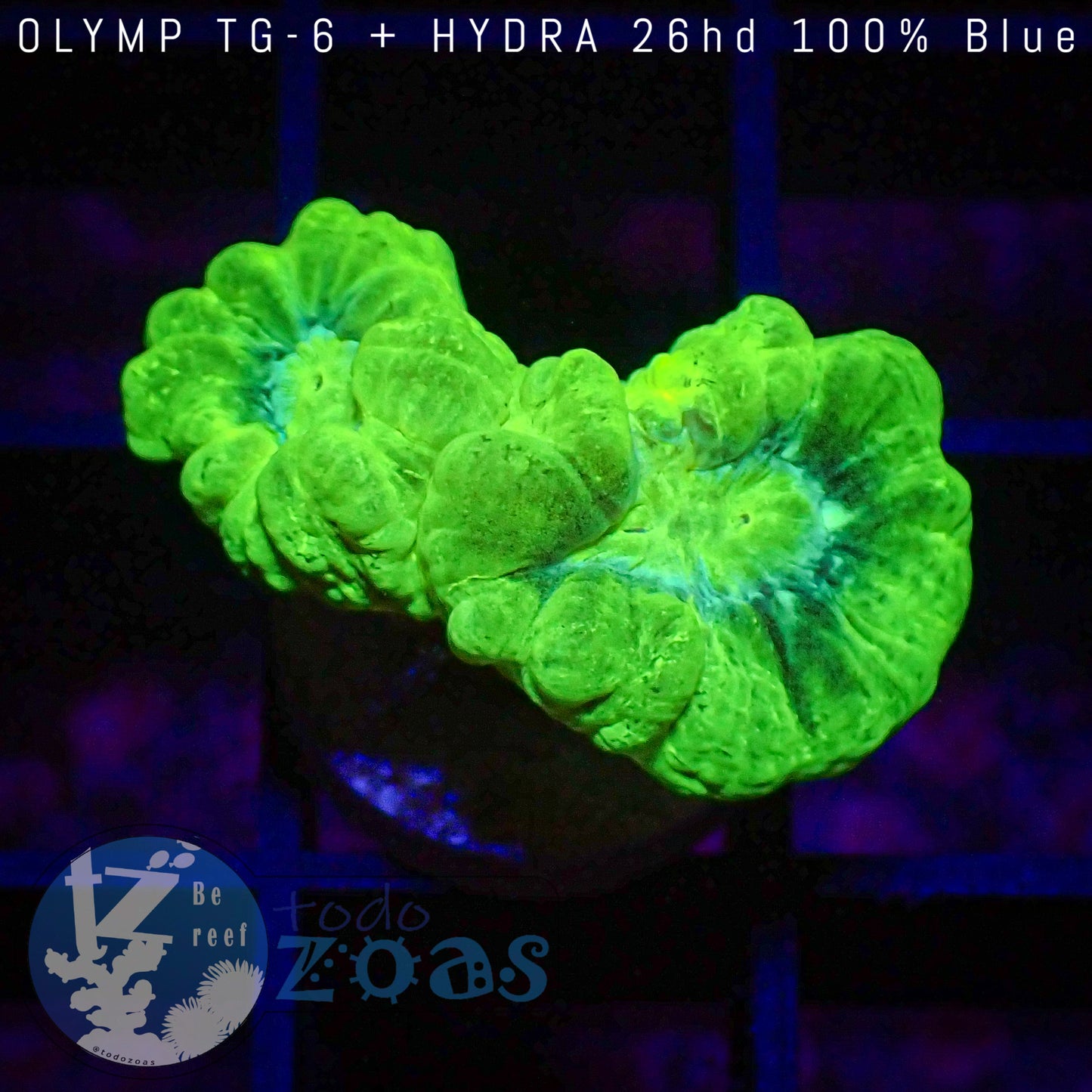 Caulastrea Hulk