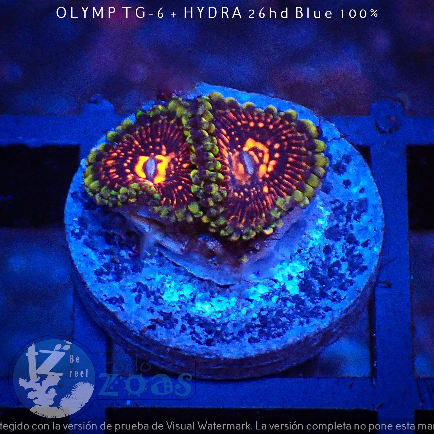 Zoanthus Flaming Brohican