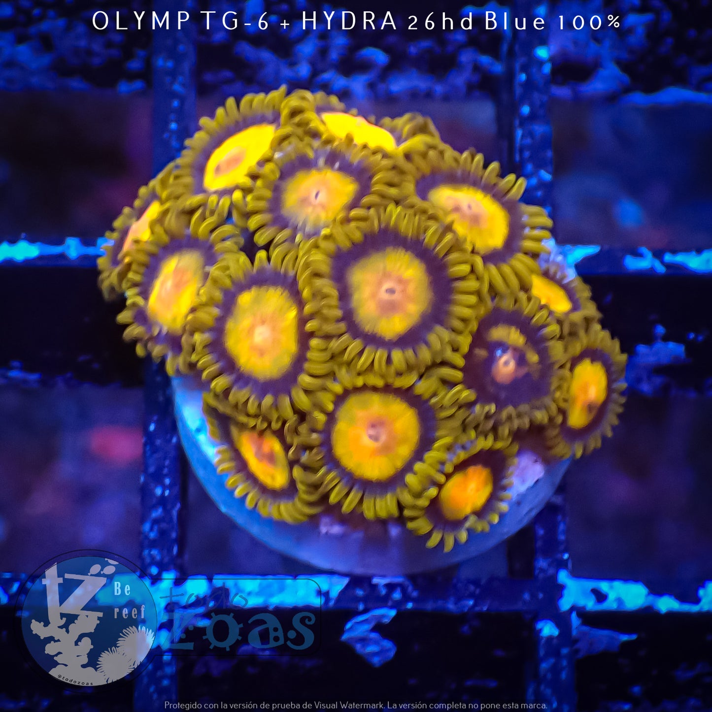 Zoanthus King Midas