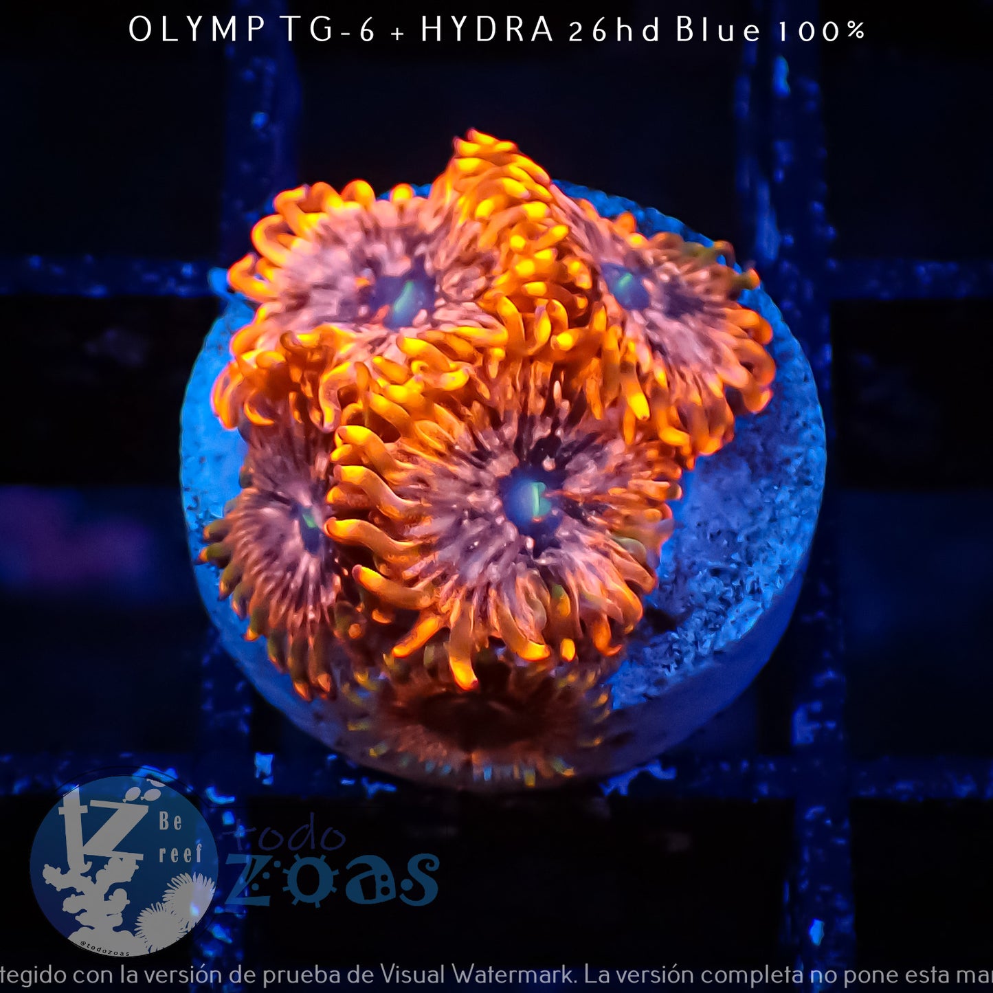 Zoanthus Utther Chaos
