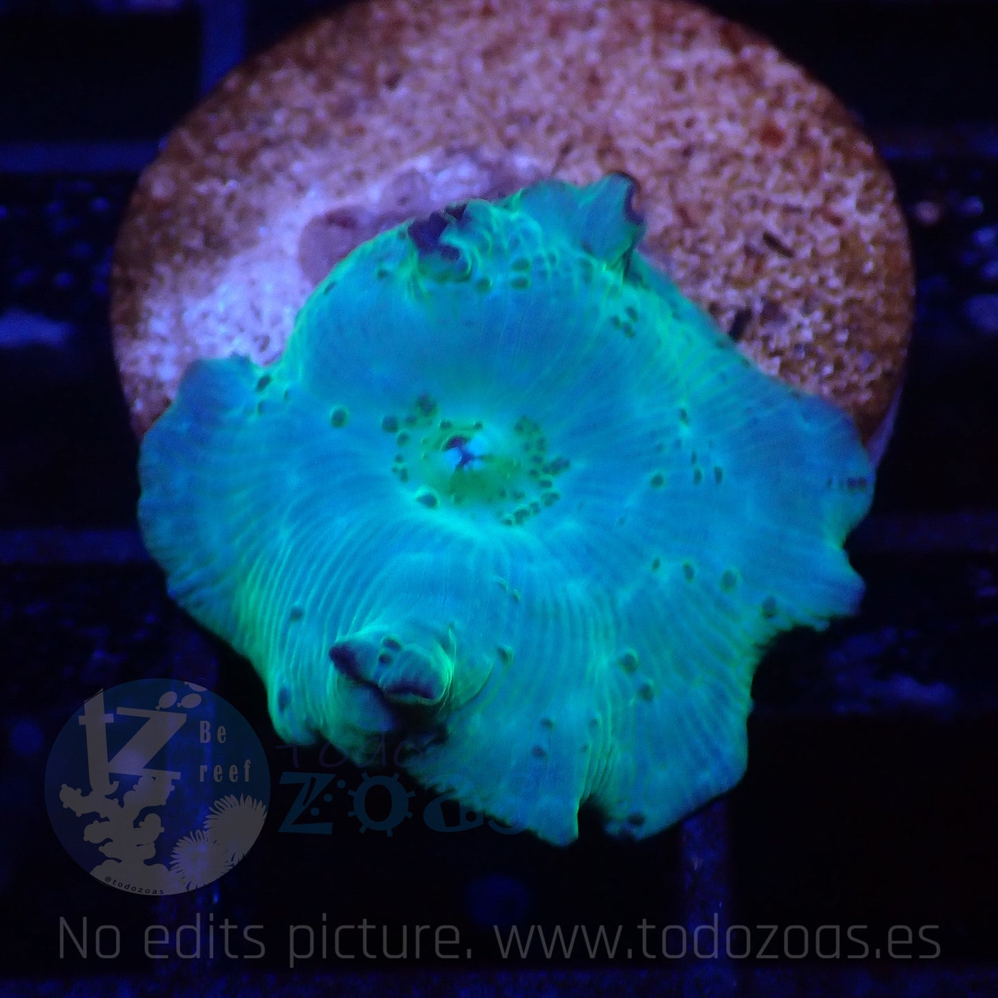 TZ Electric Blue Mushroom