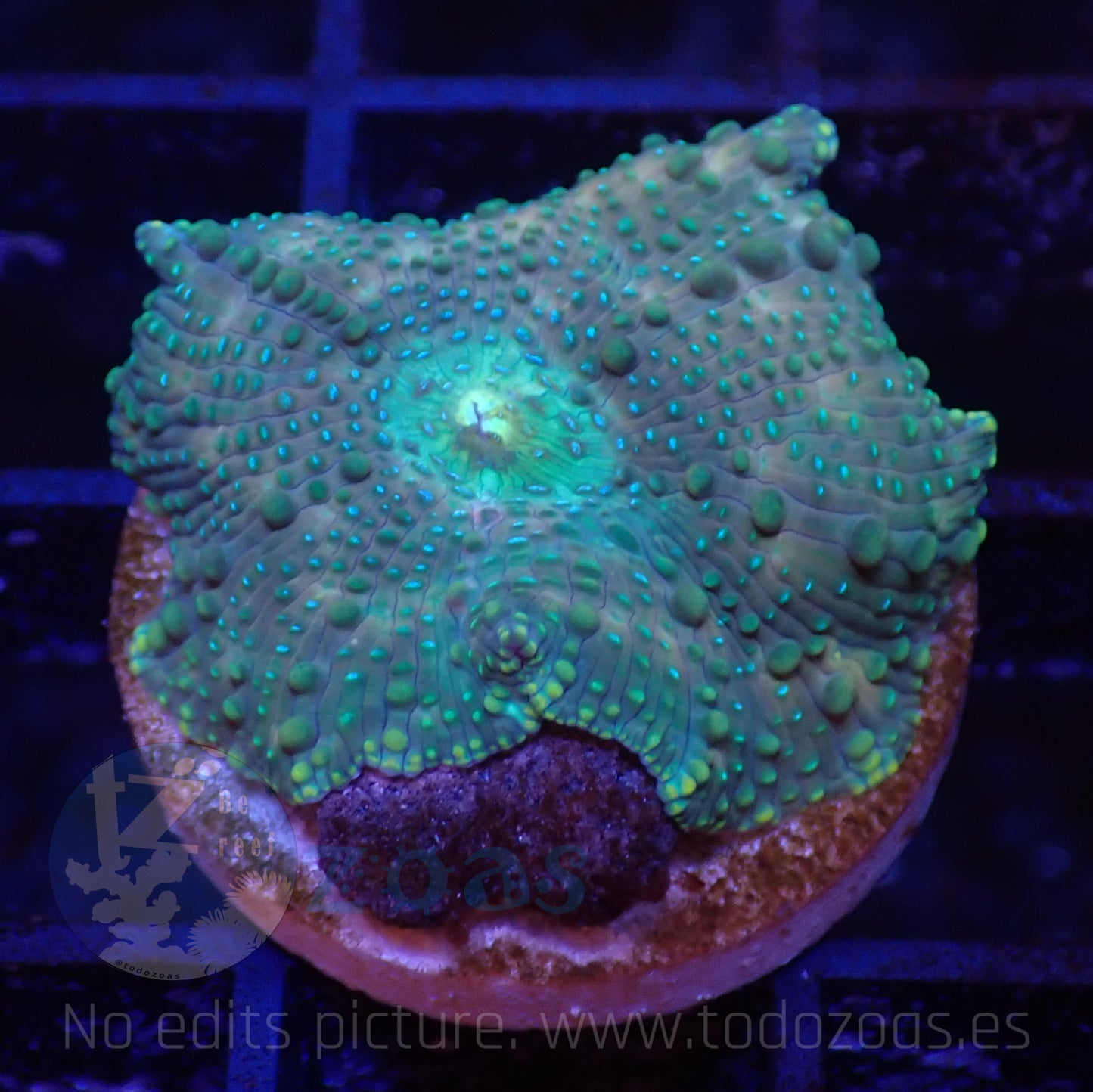 TZ Lizard Skin Mushroom