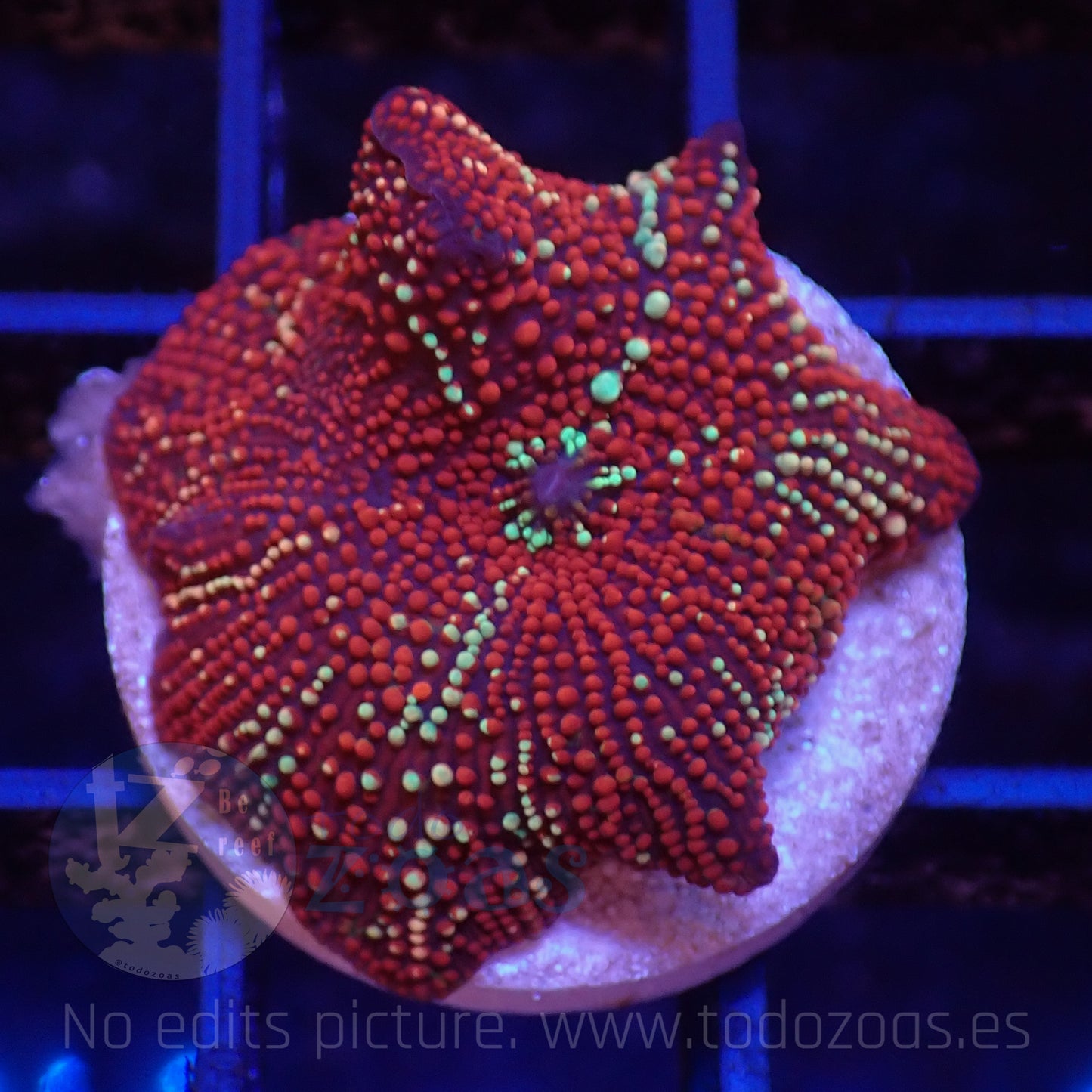 TZ Red Interstellar Mushroom