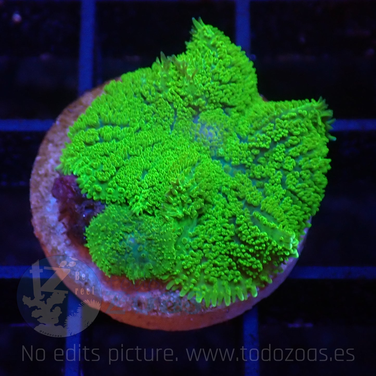 TZ Green Forest Rhodactis