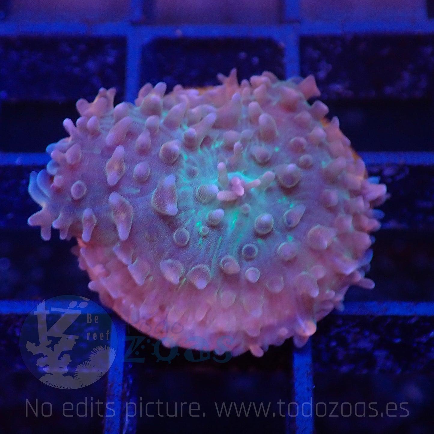 TZ Common Rhodactis