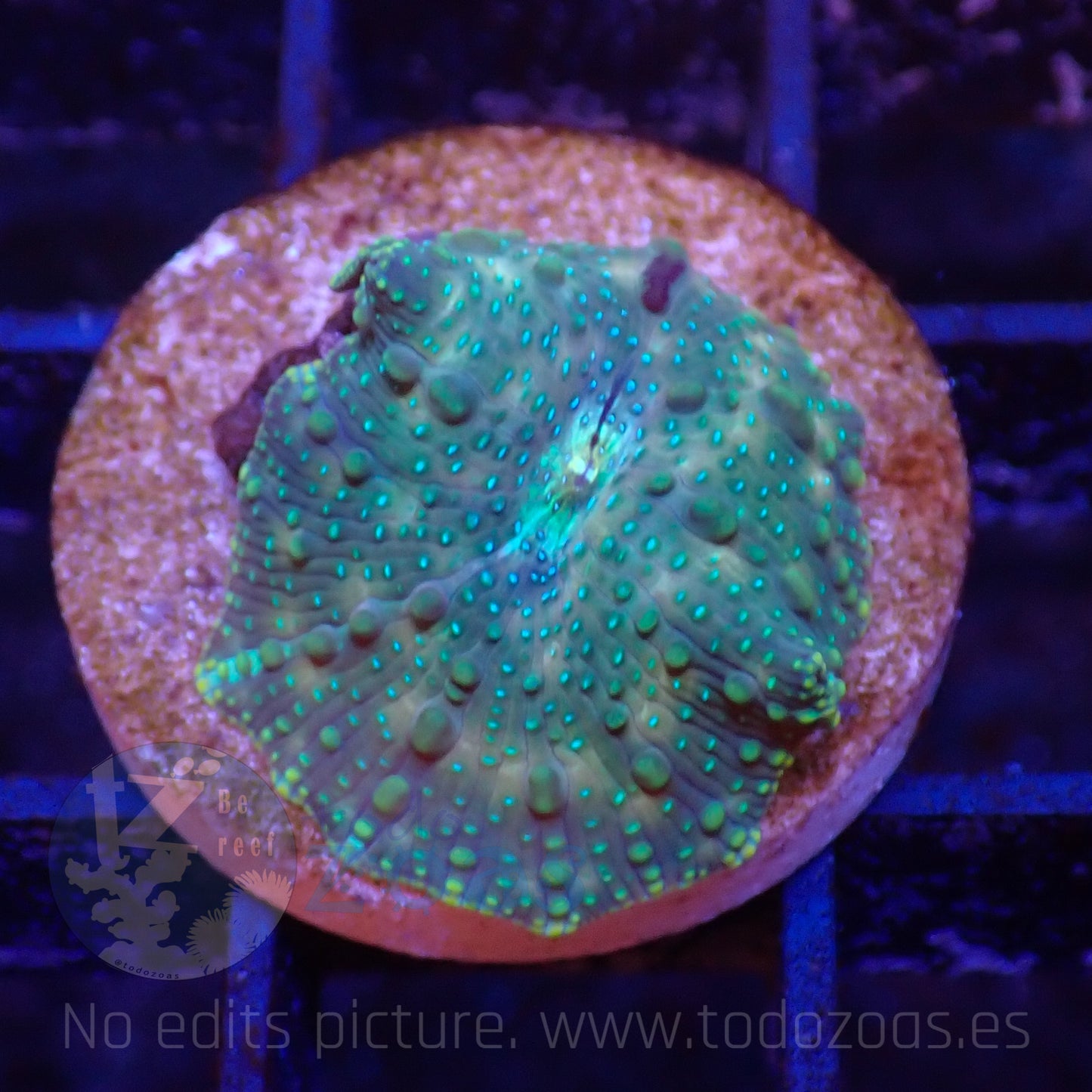 TZ Lizard Skin Mushroom