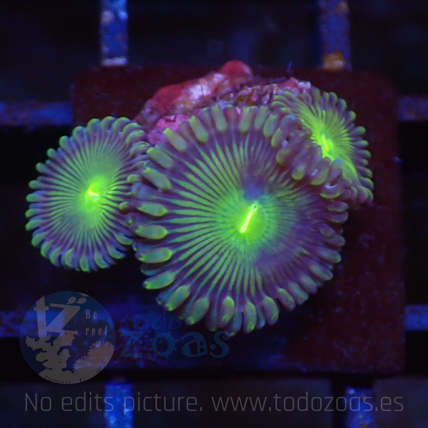 Zoanthus Green PE