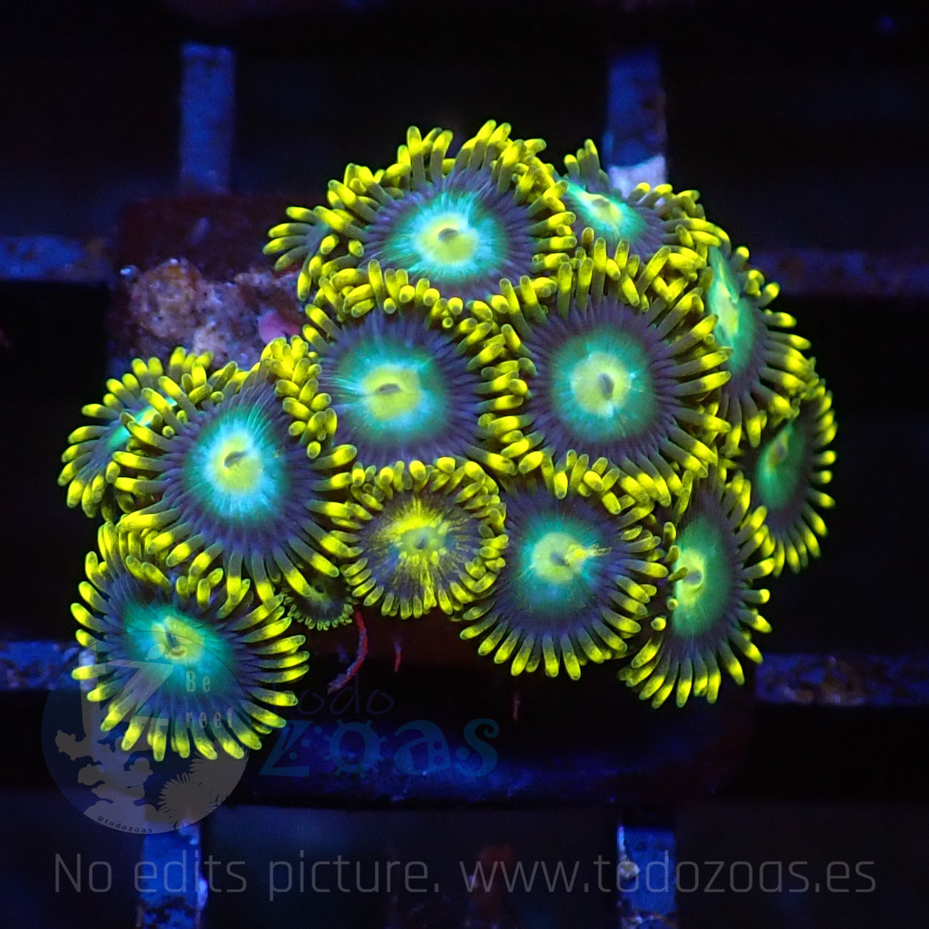 Zoanthus Blue Dragon Eye
