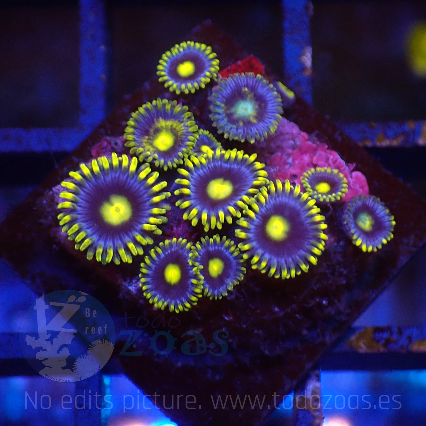Zoanthus Blueberry Pie