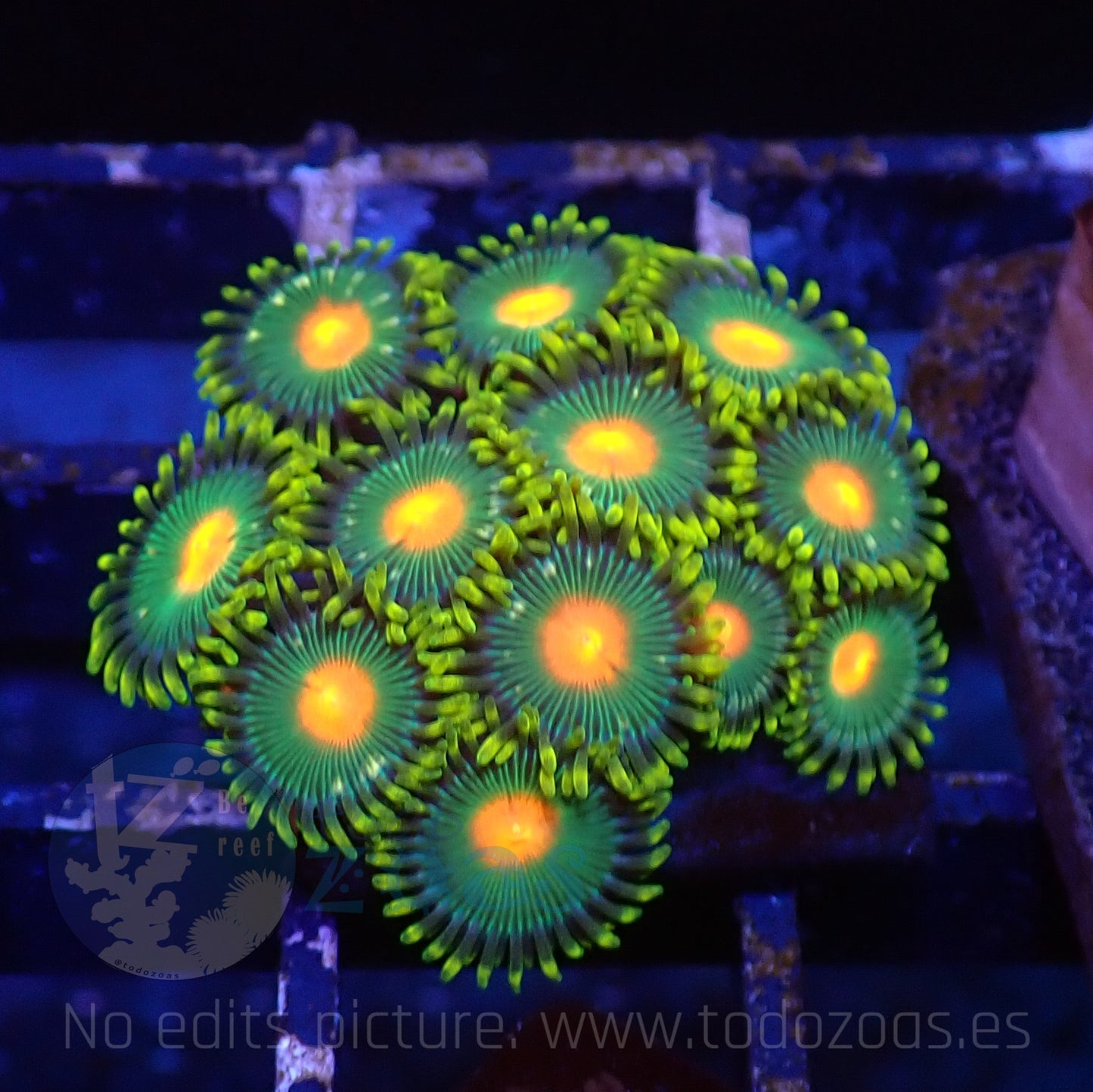 Zoanthus Green Gorilla Nipples
