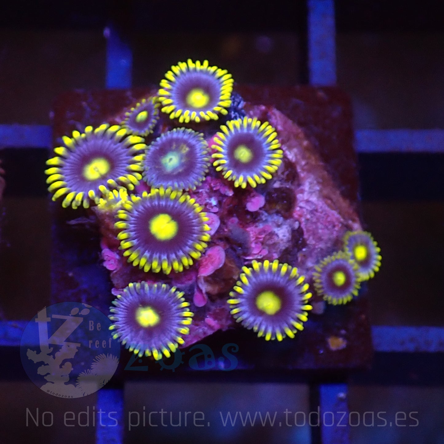 Zoanthus Blueberry Pie