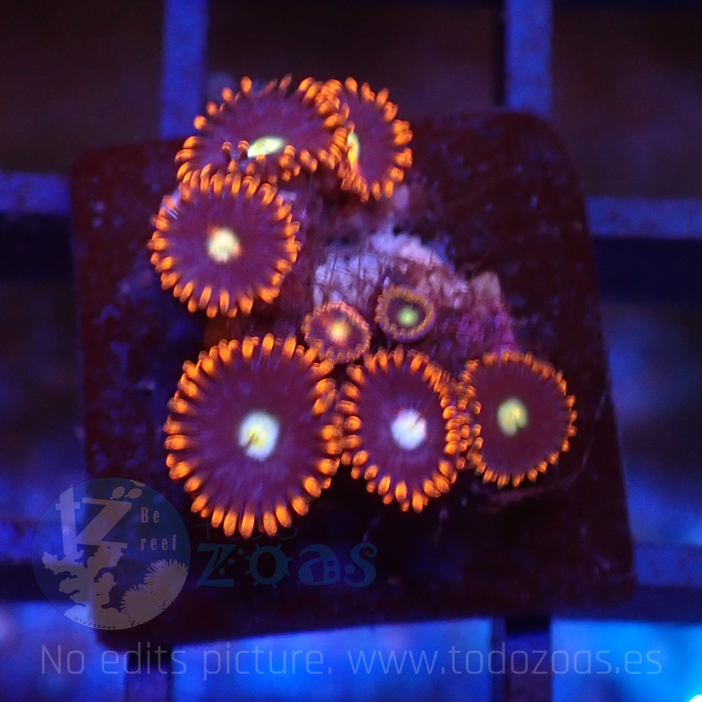 Zoanthus Red SP