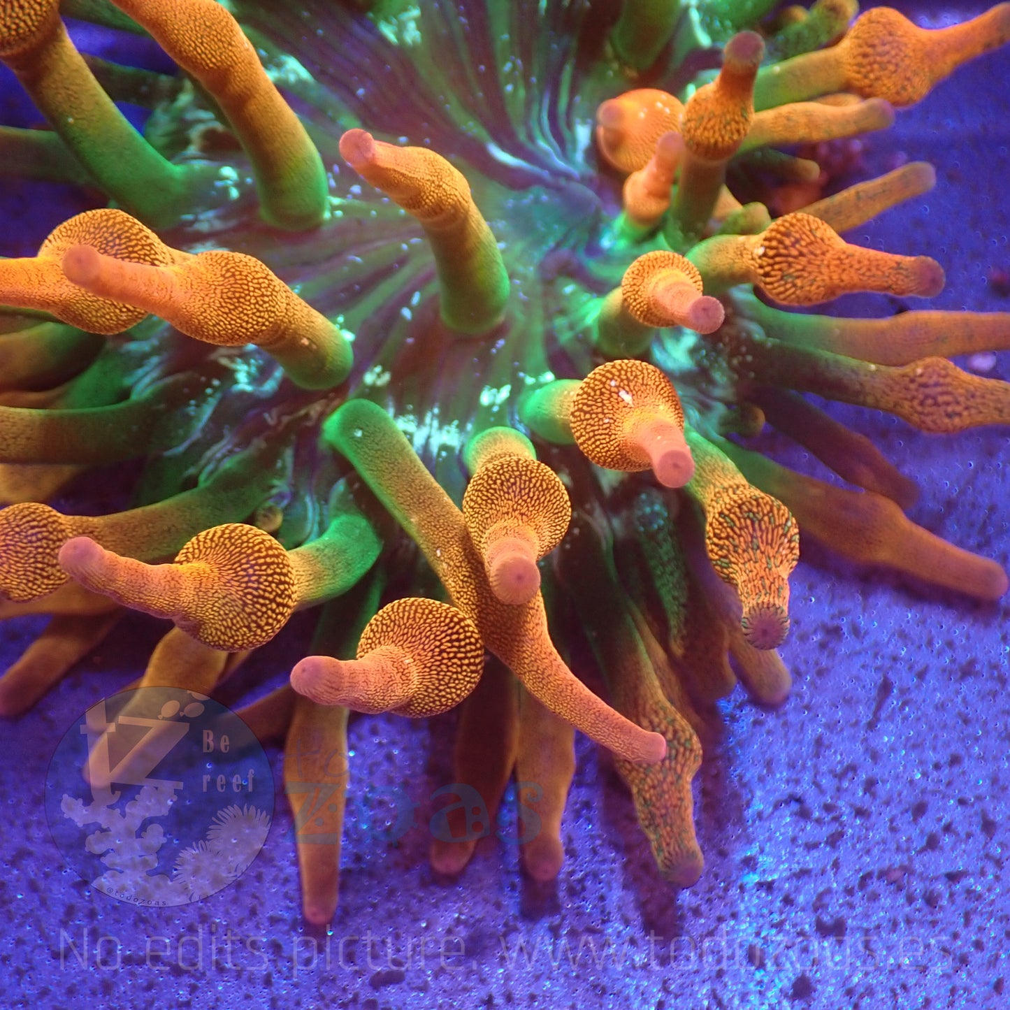 Anemona Entacmaea Quadricolor