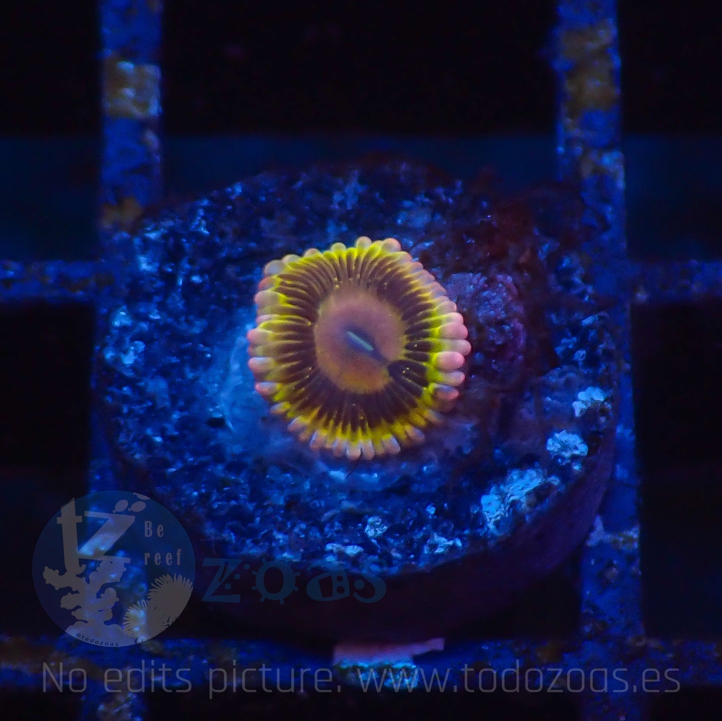 Zoanthus Lemon Head