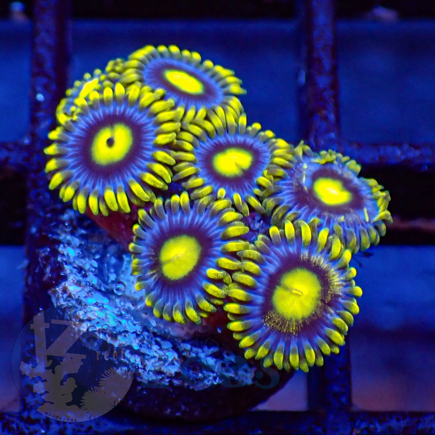 Zoanthus Blueberry Pie