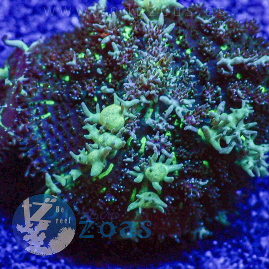 TZ Iceberg Carpet Mushroom