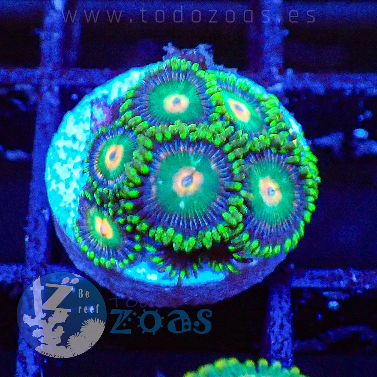 Zoanthus TZ Space Gator