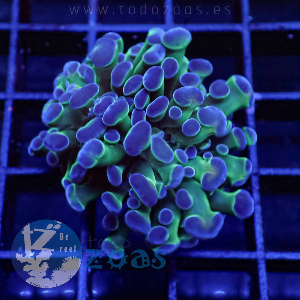 Euphyllia Paraancora