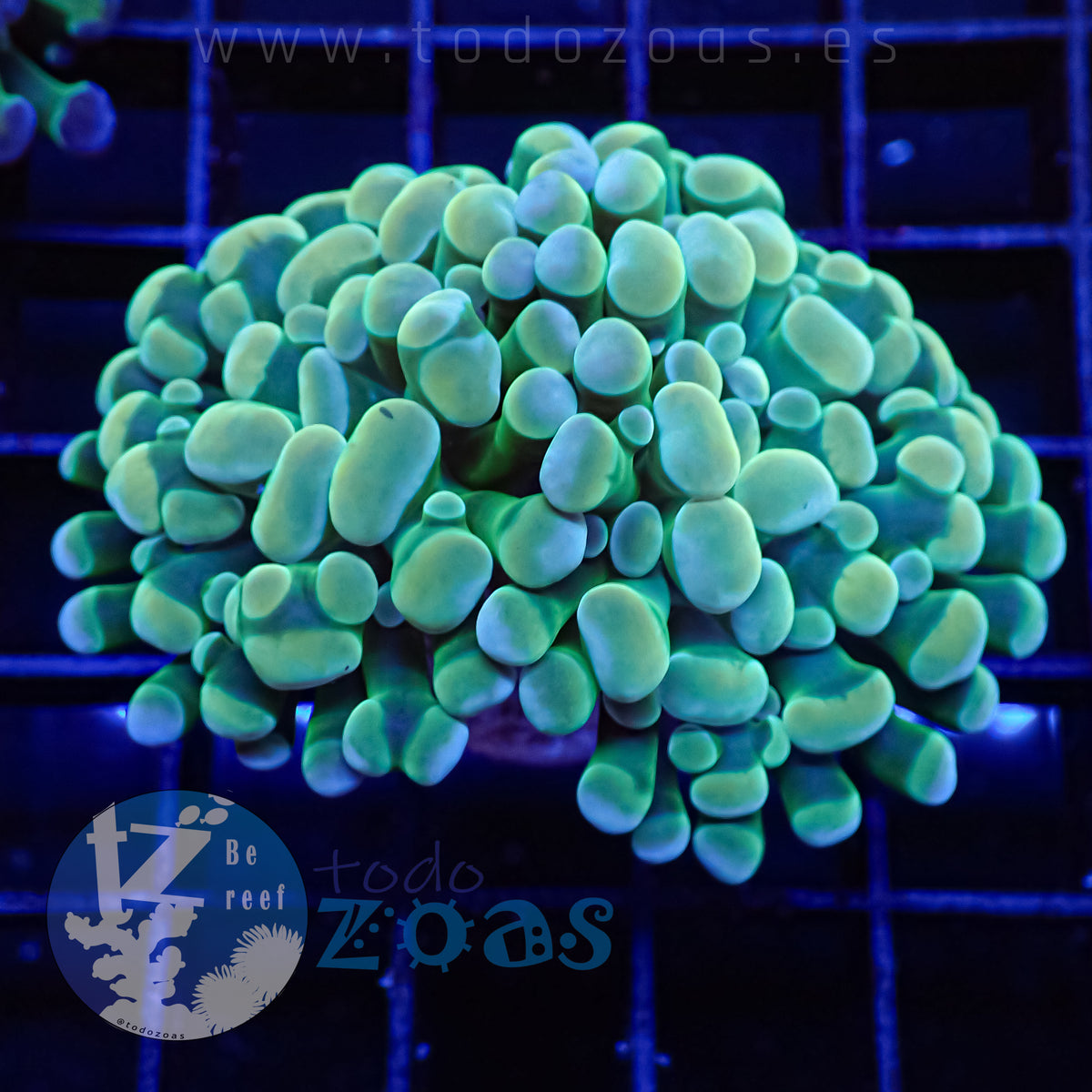 Euphyllia Paraancora